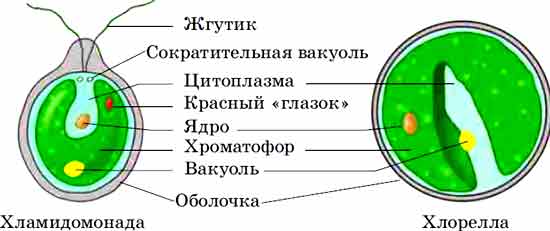 Заполнить таблицу «Сравнительная характеристика хламидомонады и ...