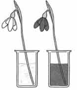 В изображенном на рисунке опыте тюльпан. Опыт транспорт веществ в растении стебель. В изображенном на рисунке опыте экспериментатор. Опыт изображенный на рисунке. Зарисовка эксперимента.