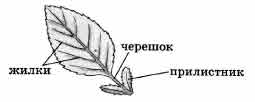 Стрелками подпишите на рисунке. Форма листовой пластинки у шиповника. Основание черешок листовая пластинка у листа шиповника. Жилки черешок прилистники таблица. Покажите стрелками черешок прилистники.