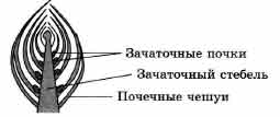 Рассмотрите рисунок укажите стрелками. Почечные чешуи,  зачаточный стебель,. Зачаточное соцветие почечная чешуя зачаточный стебель. Зародышевые листочки почечные чешуи. Зачаточный лист почечная чешуя зачаточный стебель.