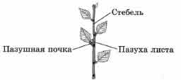 Покажите стрелками и подпишите на рисунке почки стебель лист